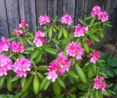 160526_Rhododendron-w1180