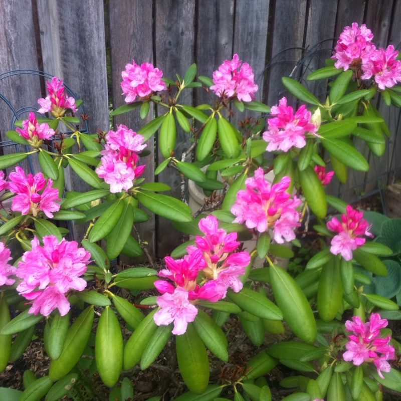 160526_Rhododendron-w1180